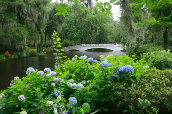 Magnolia gardens is shown with hydrangea flowers in the front and a pond that has a white bridge going across it.